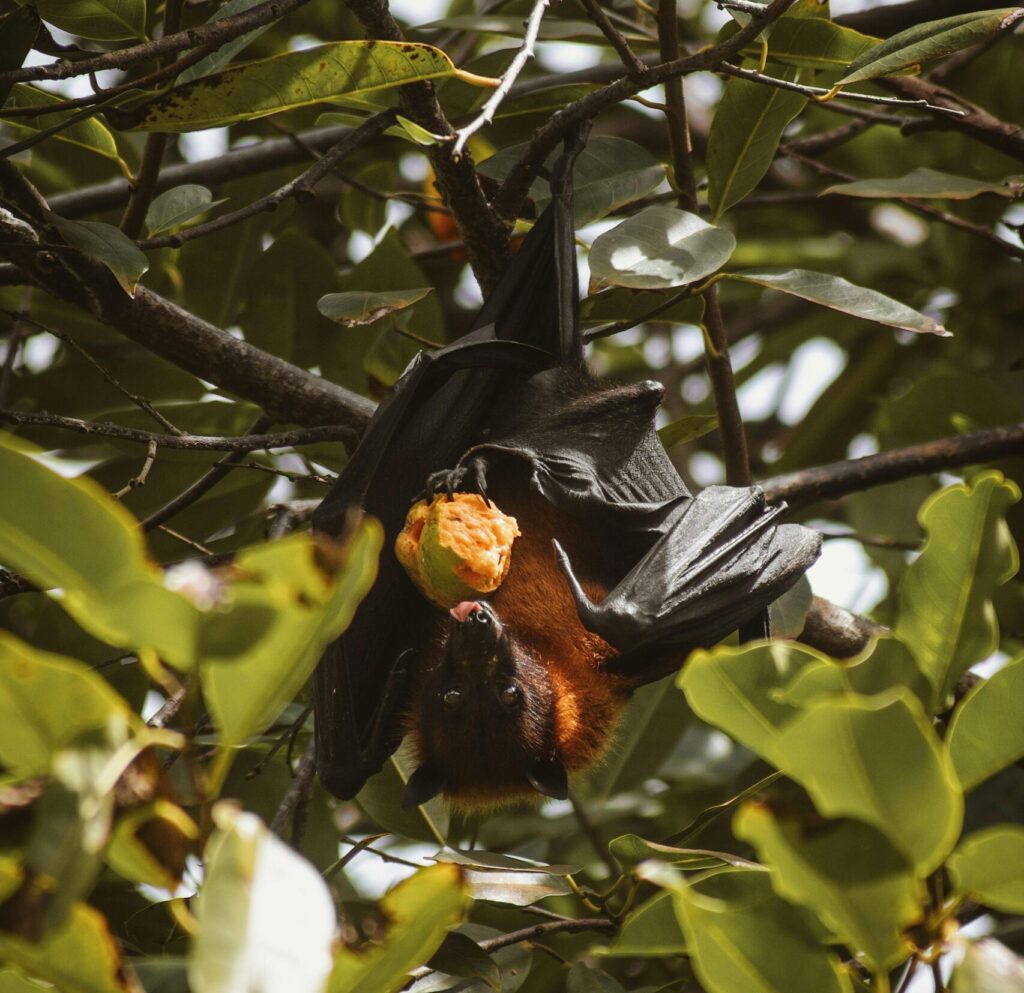 Fruit Bat